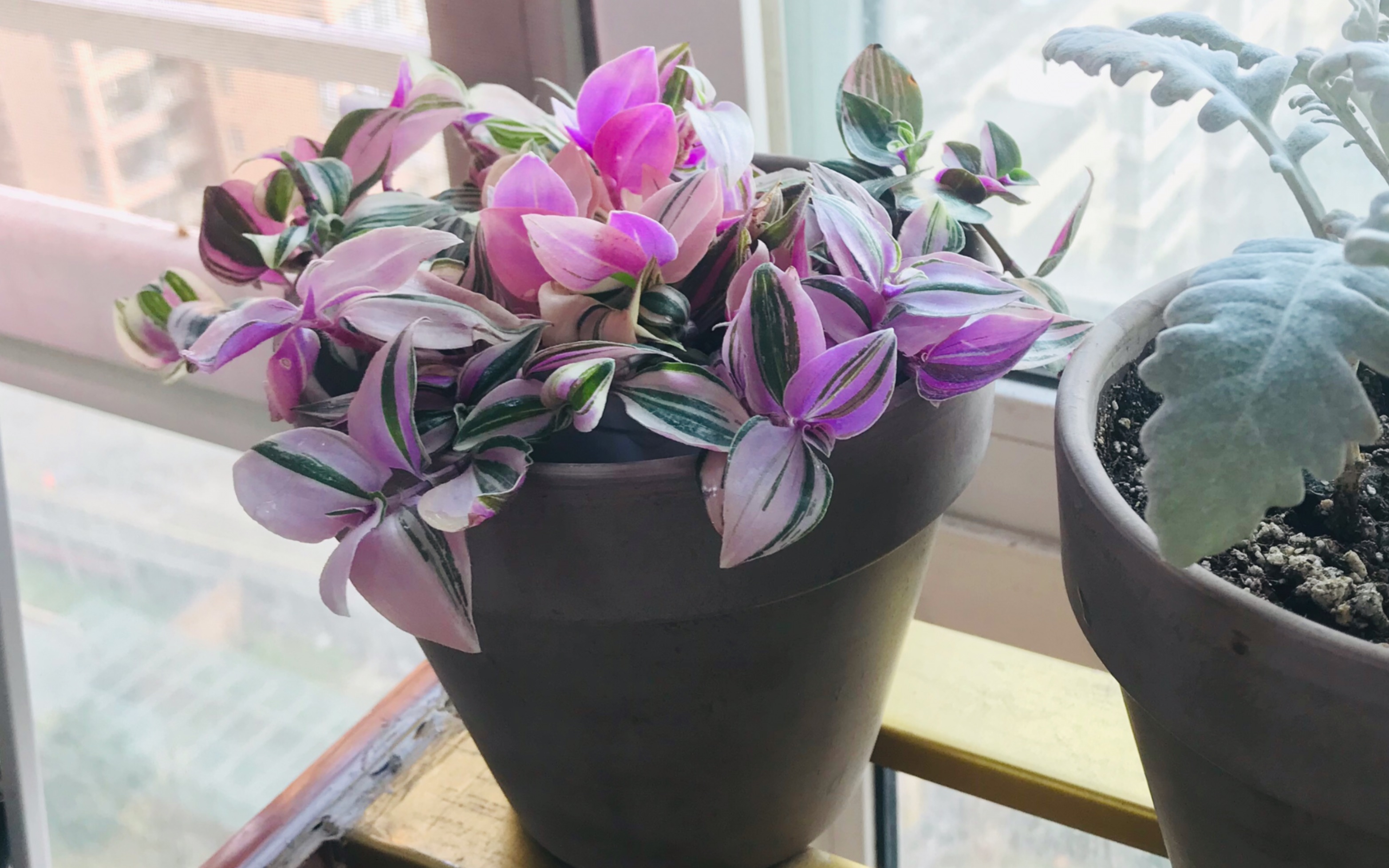 油画婚礼吊兰锦开箱仿佛邂逅娇羞的少女亭亭玉立