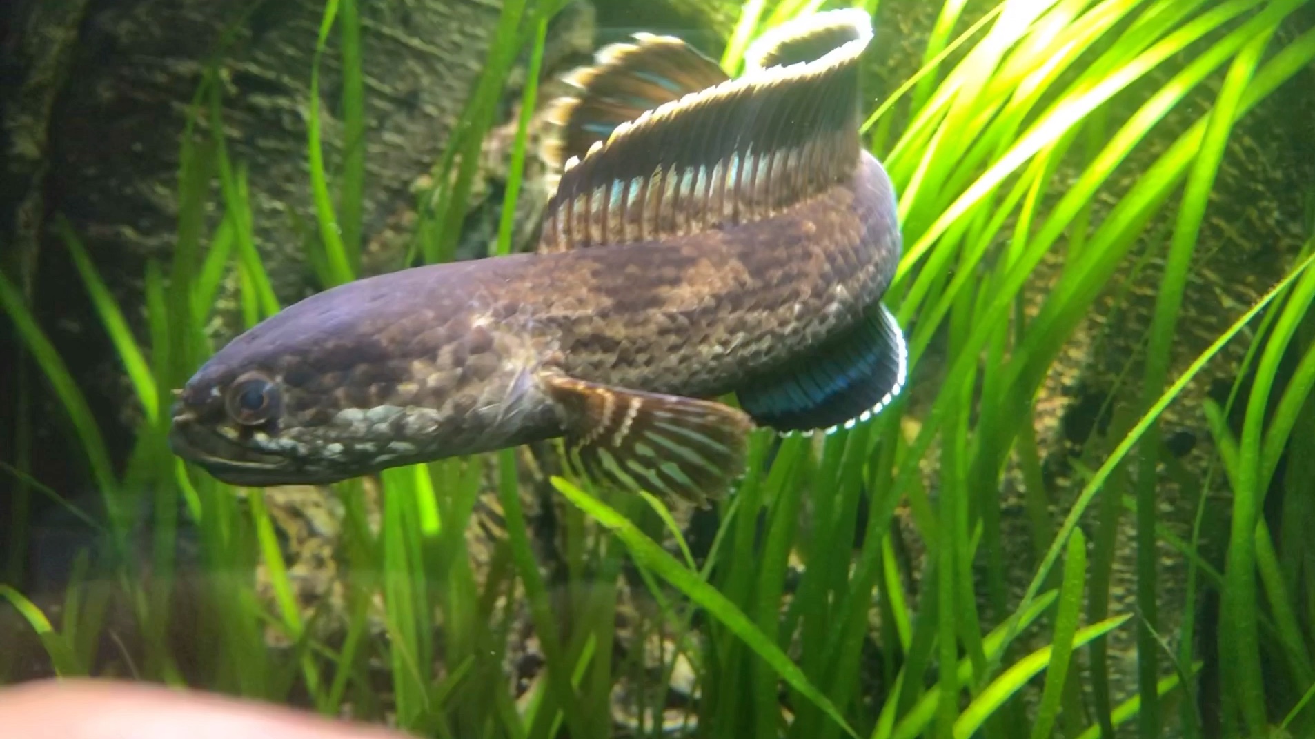 钴蓝雷龙 channa torsaensis