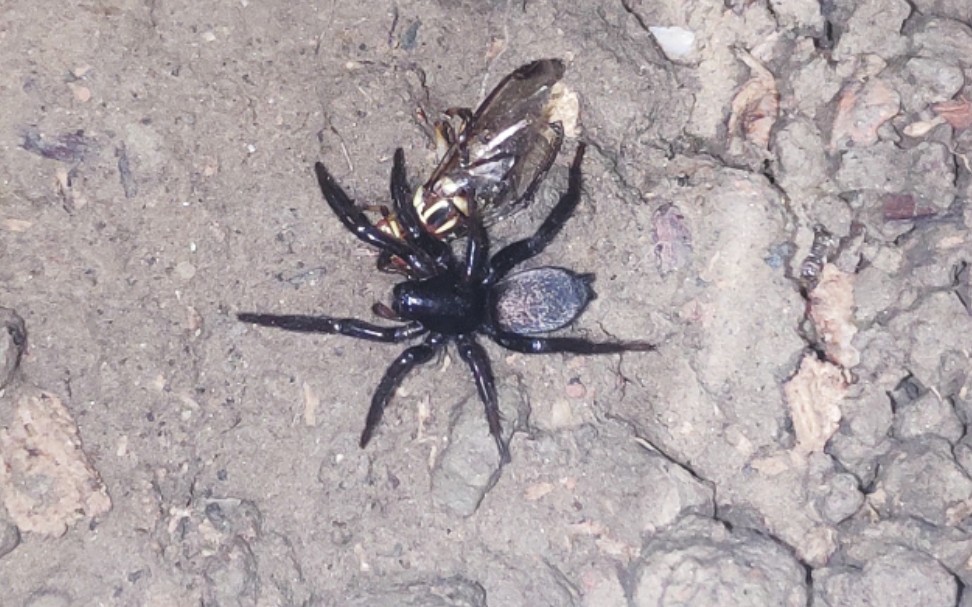 平腹蛛的骚操作