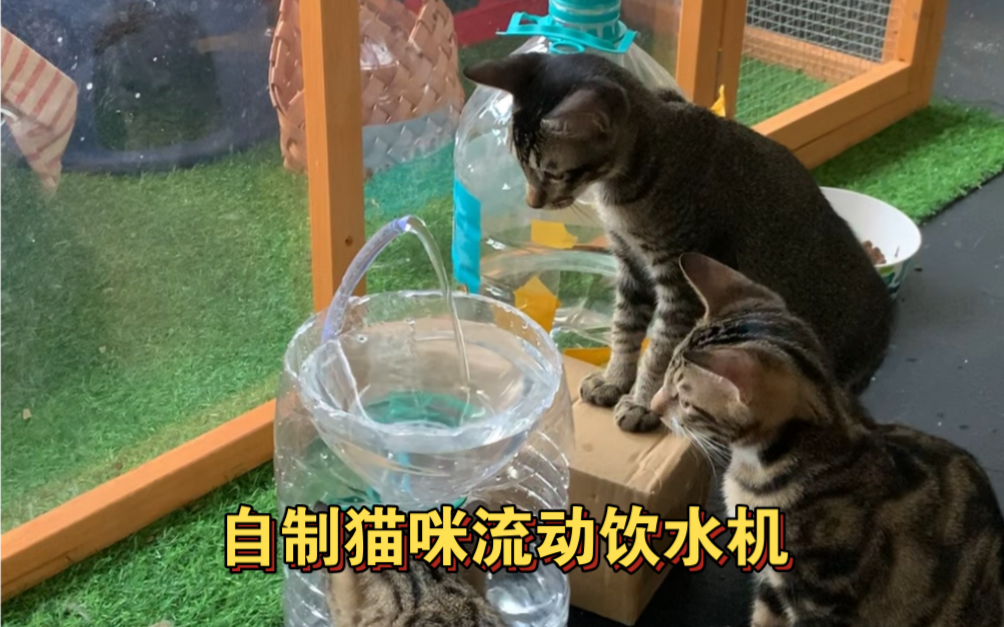 用矿泉水瓶改造成猫咪饮水机哔哩哔哩bilibili