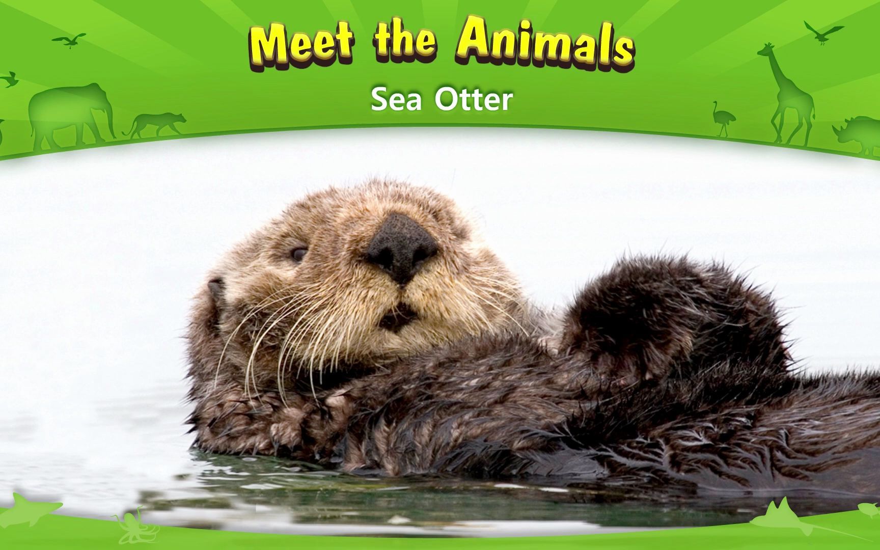 Meet the Animals  Sea Otter  Weasel哔哩哔哩bilibili