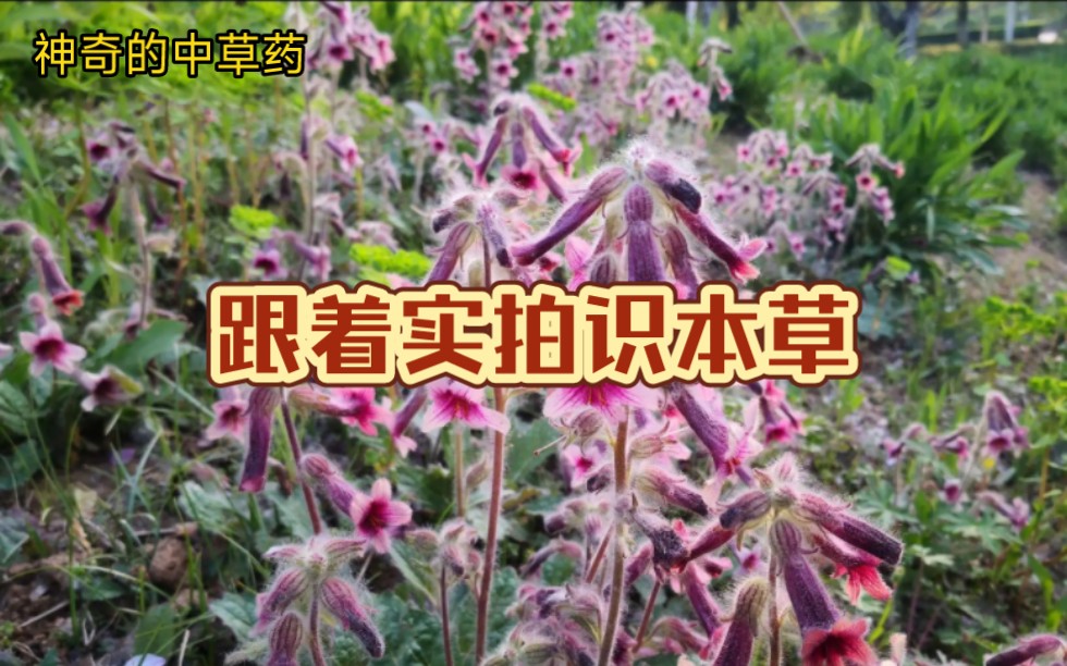 [图]【本草实拍】探秘草本世界，教你识草药