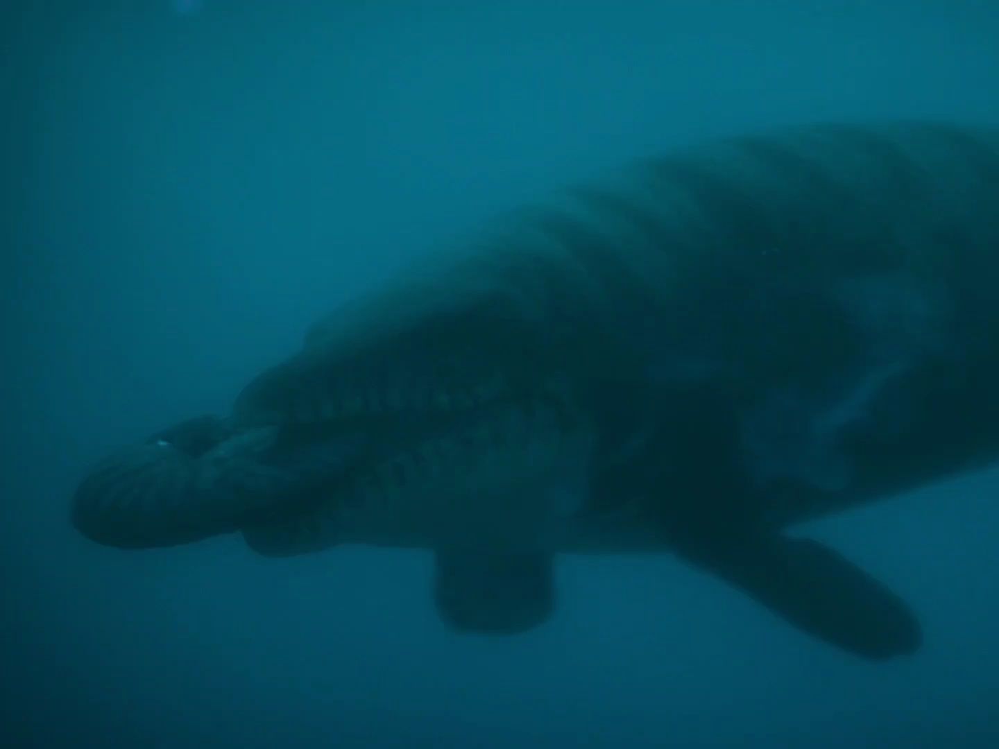 球齿龙捕食菊石