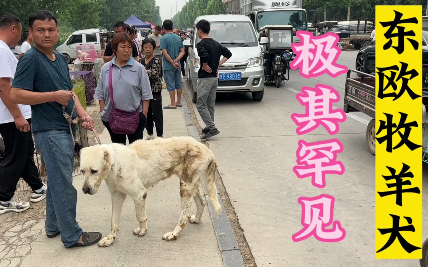 狗市罕见灭绝“东欧牧羊犬”,这种狗太难找了,来看看纯不纯哔哩哔哩bilibili