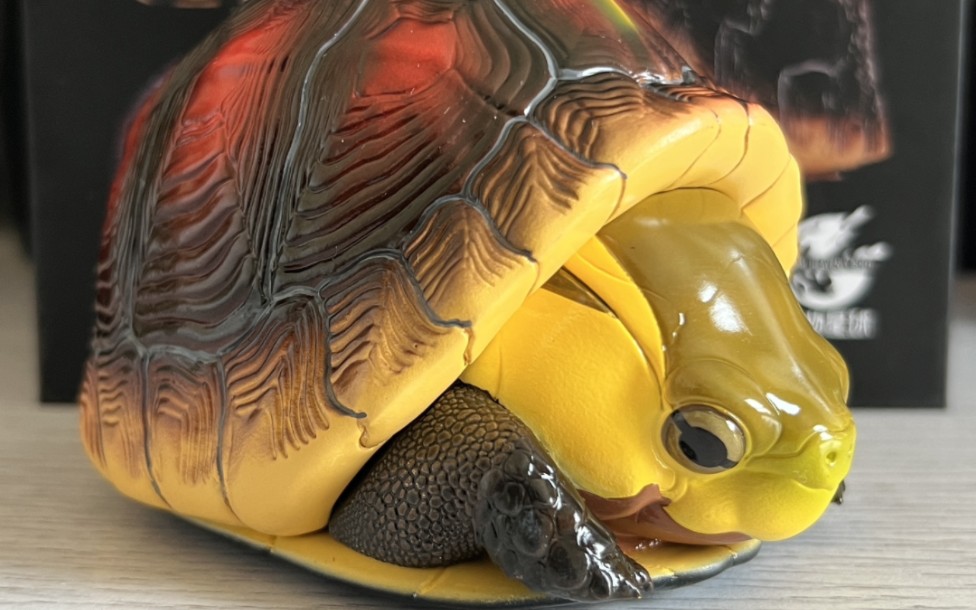 动物星球 心宽体胖抖音大黄缘