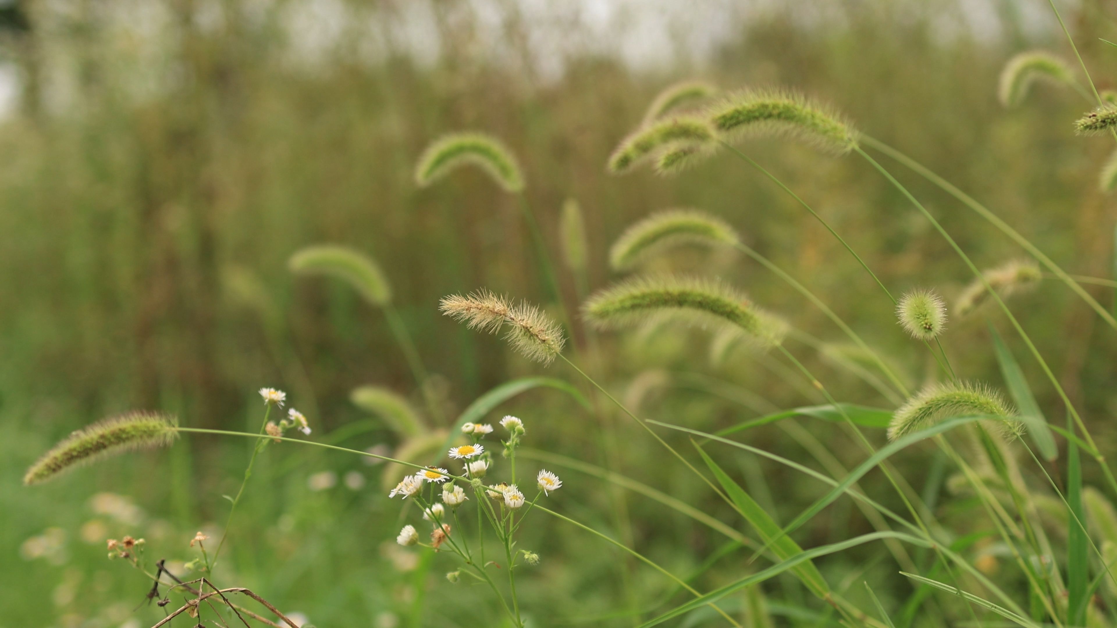 壁纸 草 绿色 植物 桌面 3840_2160