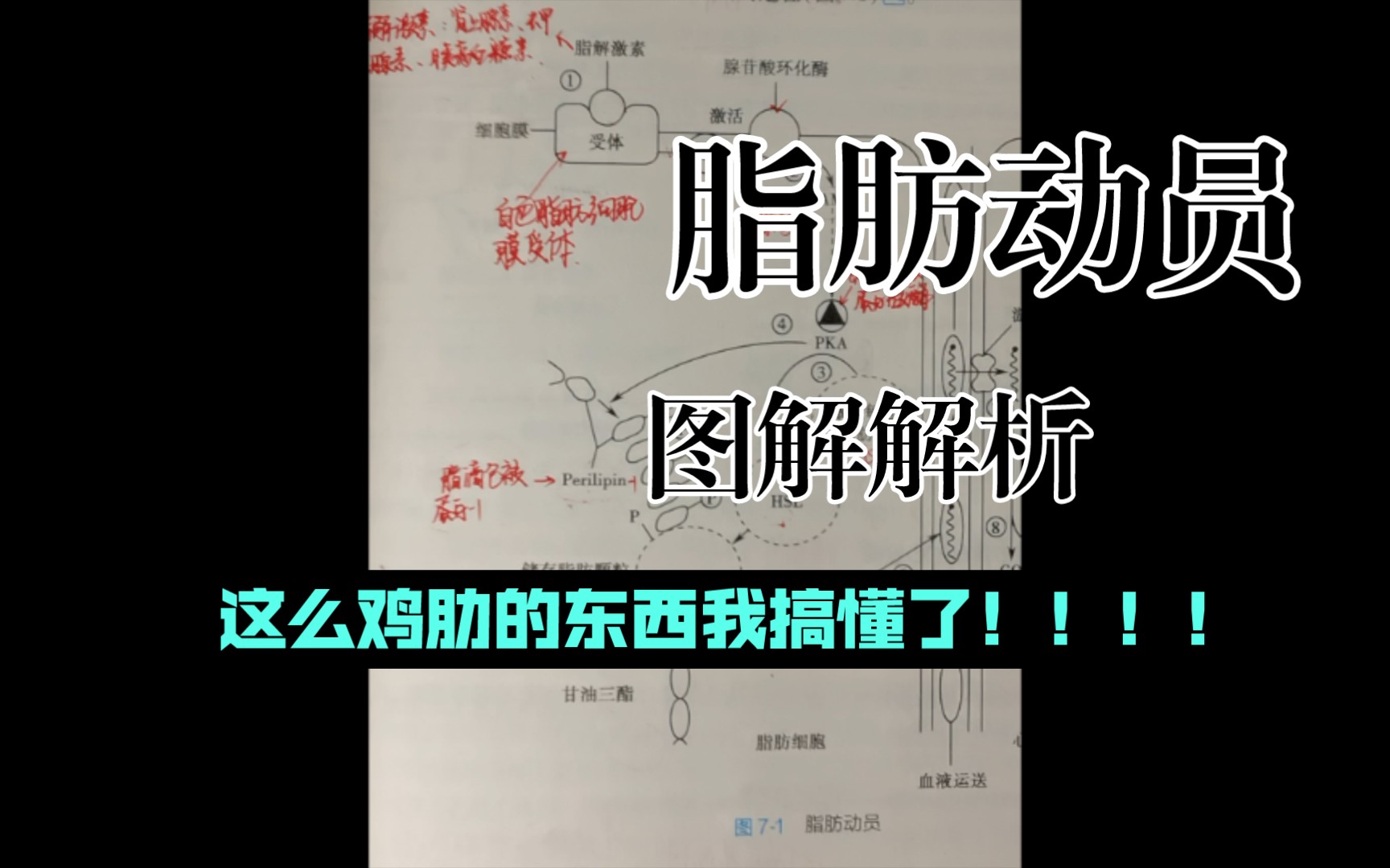 脂肪动员示意图详解(终于看懂了那幅鸡肋的示意图了!)哔哩哔哩bilibili