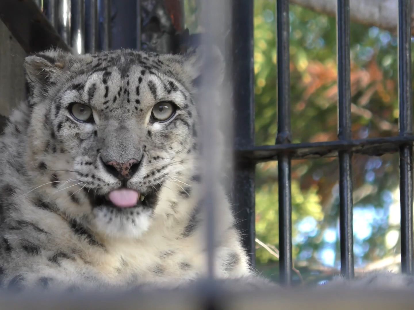 滨松市动物园 悠闲的雪豹