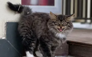 长毛狸花猫 哔哩哔哩 Bilibili