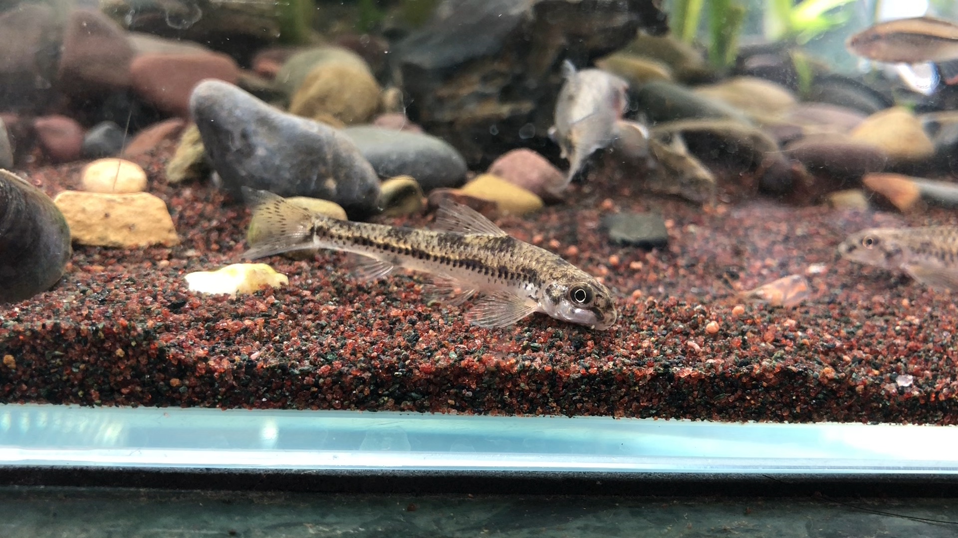 小口小鳔鮈的日常