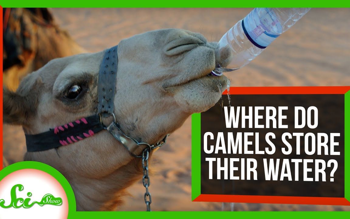 科普字幕可关闭骆驼如何储存水