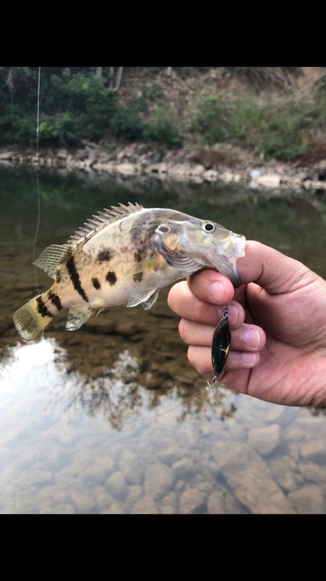 新年第一次路亚没打龟 木叶鳜针不戳