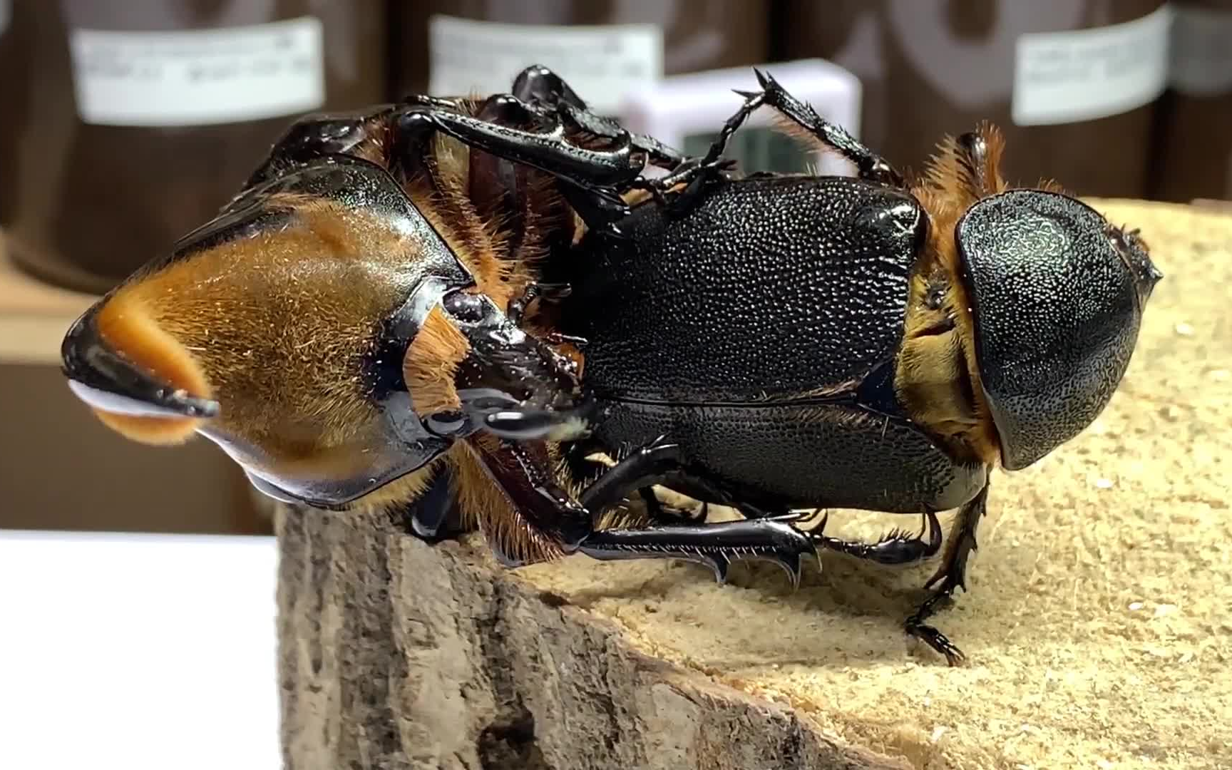 油管搬运(黑猫频道)--撒旦大兜虫交配