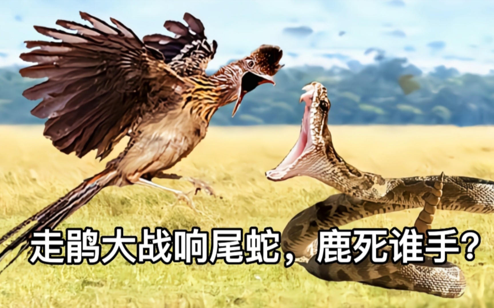 走鹃大战响尾蛇,鹿死谁手!