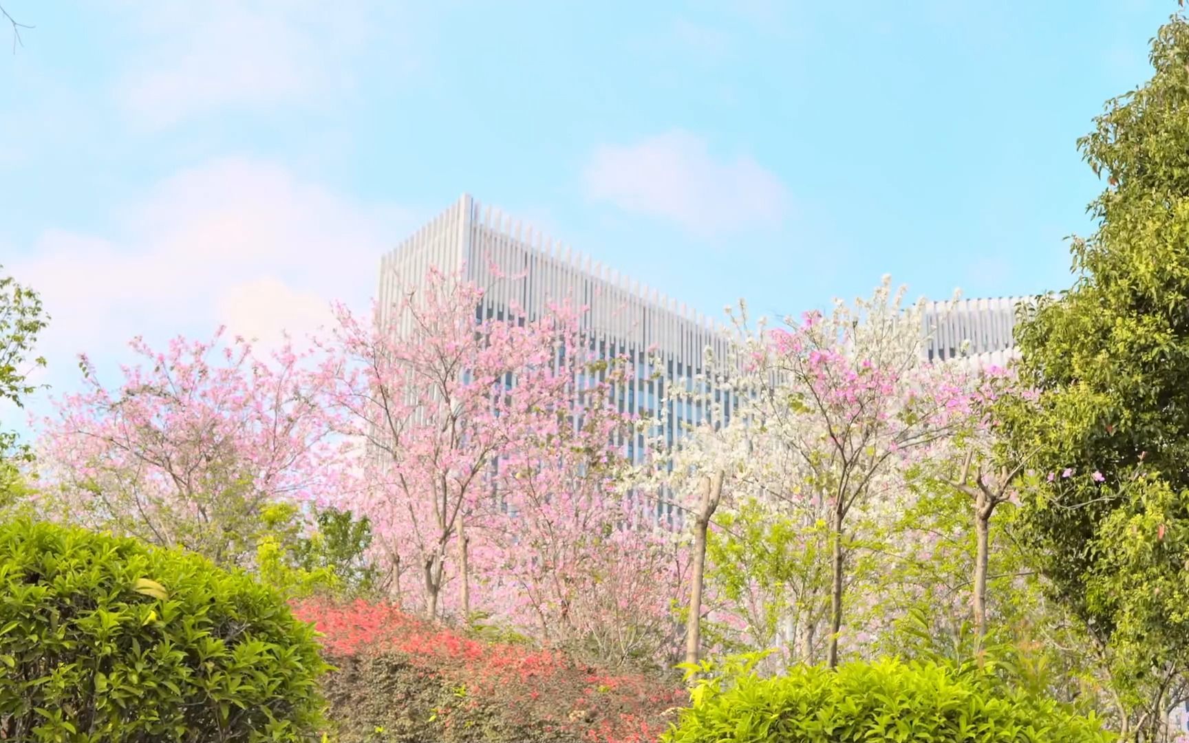 【惠州学院】和春天一起,来赏花叭!