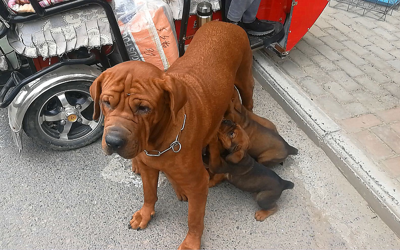 狗市上一窝漂亮的英獒小狗,500块钱一只,值这个价吗?