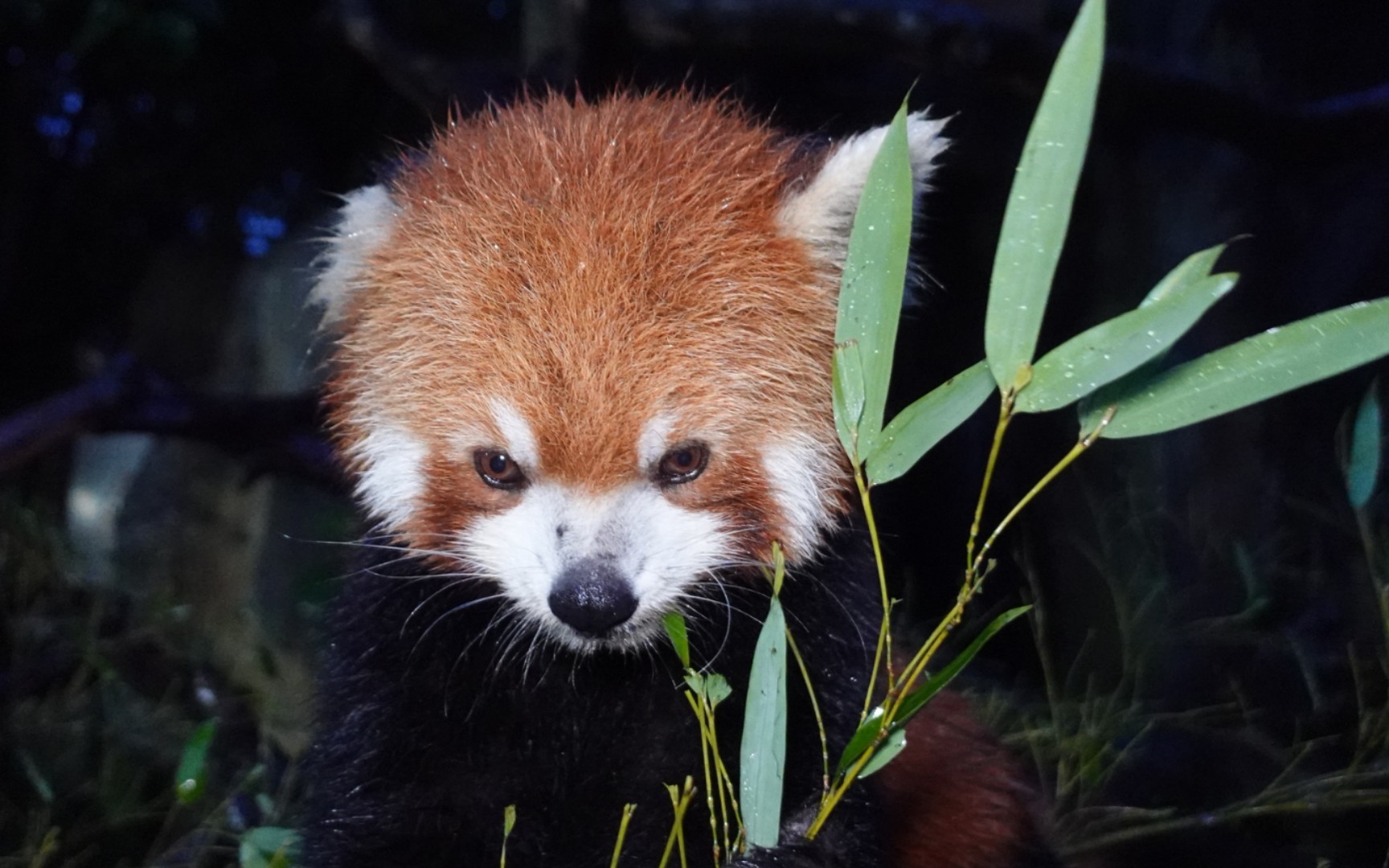【一只耳】耳仔吃竹 雨天傍晚光线暗加了补光灯