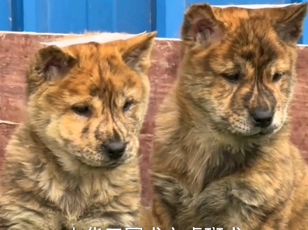 中华虎斑犬,它是中华本土犬南方猎犬中唯一虎斑色的犬种.哔哩哔哩bilibili