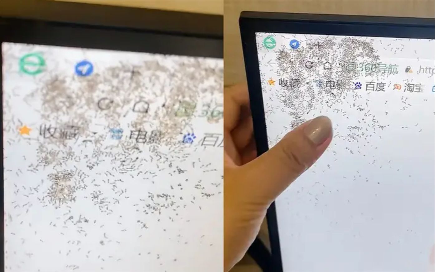 显示屏被溅奶茶,蚂蚁钻进屏幕游动让女生抓狂,网友:活生生的动态壁纸!哔哩哔哩bilibili