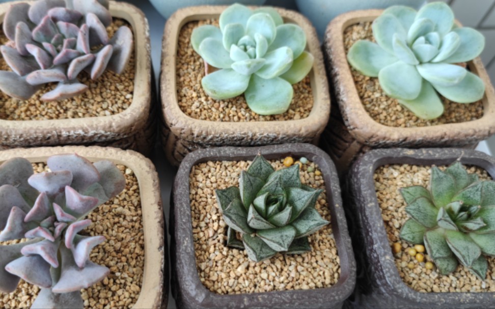 百合锦多肉开箱