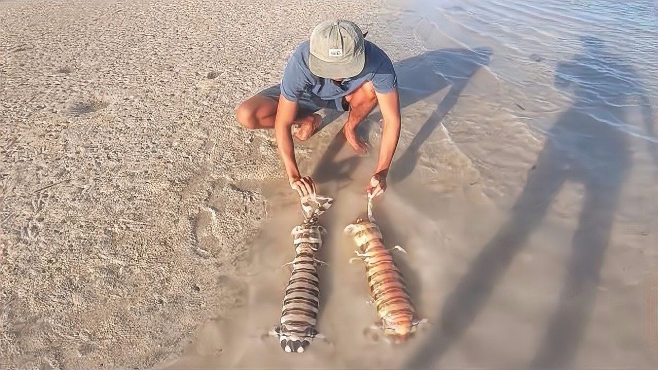 东南亚渔民抓斑琴虾蛄,捉接近一斤大的斑马皮皮虾,一斤300块