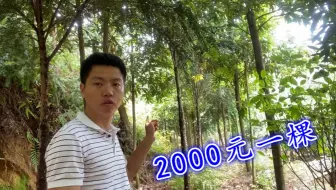 什么树能卖到2000元一棵？农村小伙种了几百棵，这下发大财了