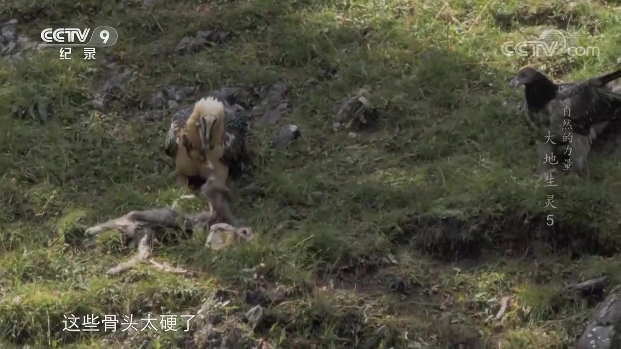 [图]高原上的清道夫胡兀鹫 没有天敌却惧怕喜鹊《自然的力量·大地生灵》第五集【CCTV纪录】