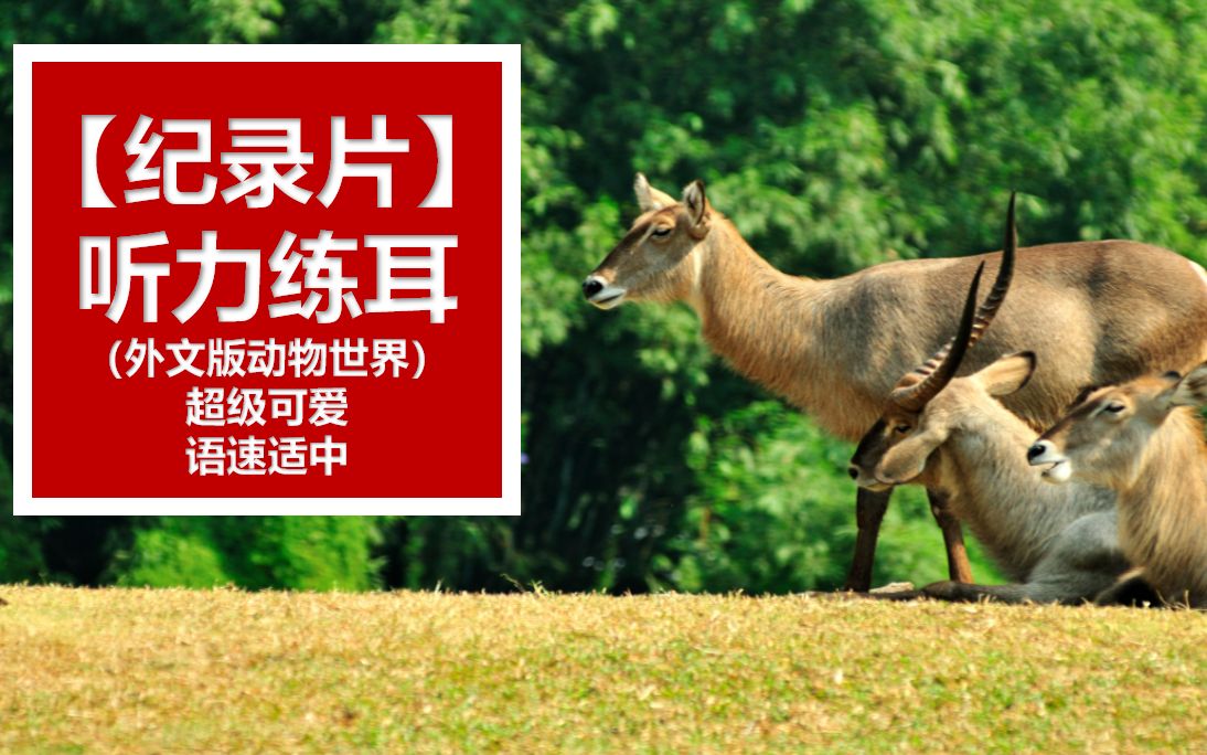 【自然纪录片】外文版动物世界 | 语速适中 时长适中 | 用来练习听力