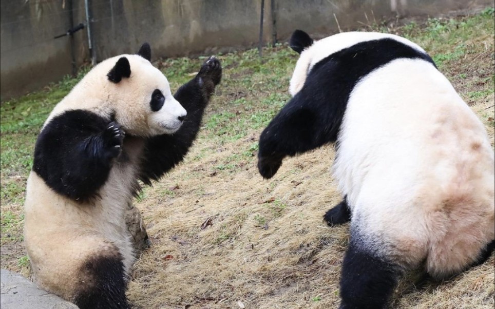 [图]【海外熊猫馆巡礼：各种最（二）】最不差钱：荷兰欧文汉。老板马赛儿·伯克豪恩，该国富豪榜Top6（17年）。租猫是富而求贵、显身价，以及做文化回馈社会——