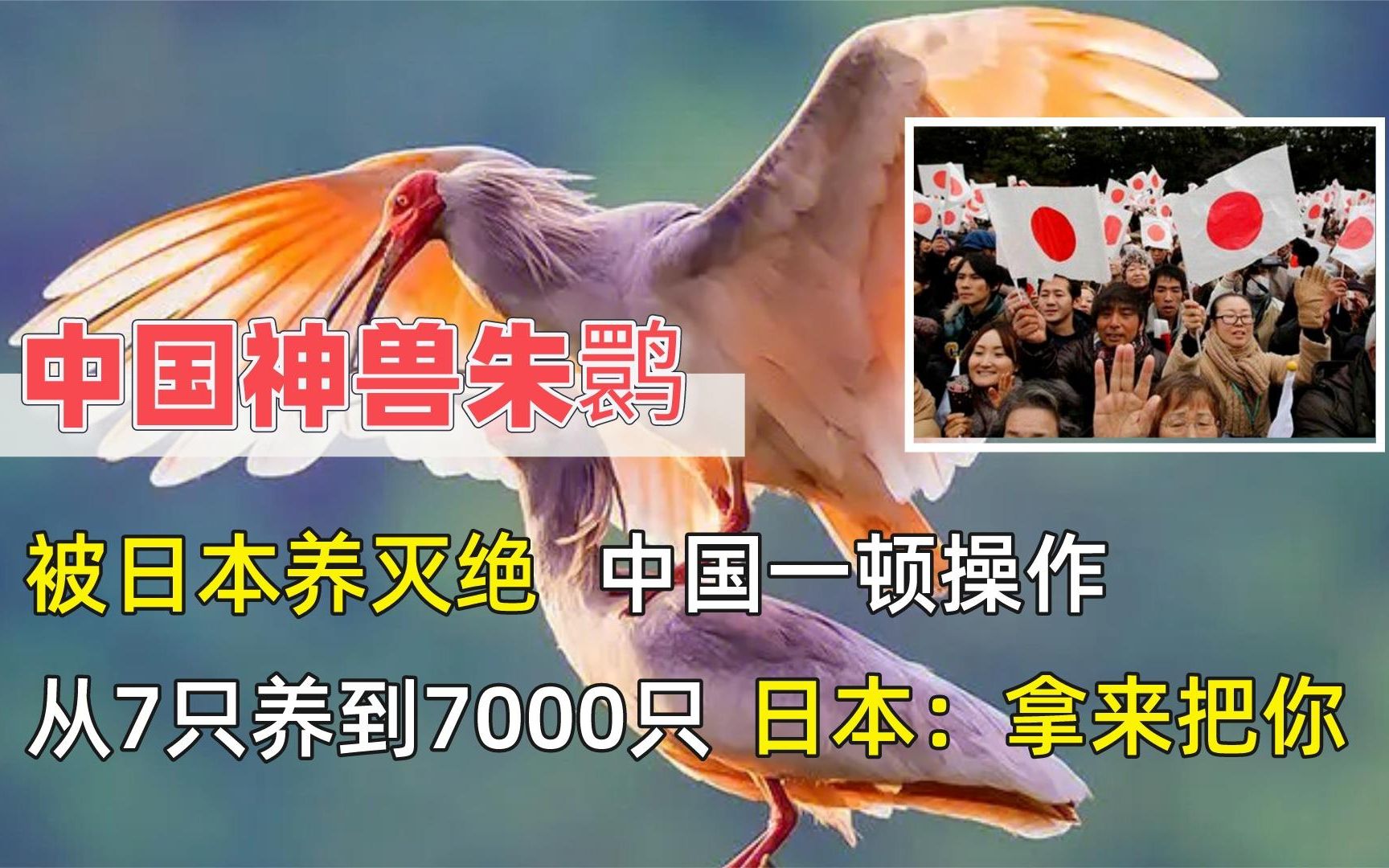 中国神鸟朱鹮,被日本直接养灭绝,中国从7只救助到7000只哔哩哔哩bilibili