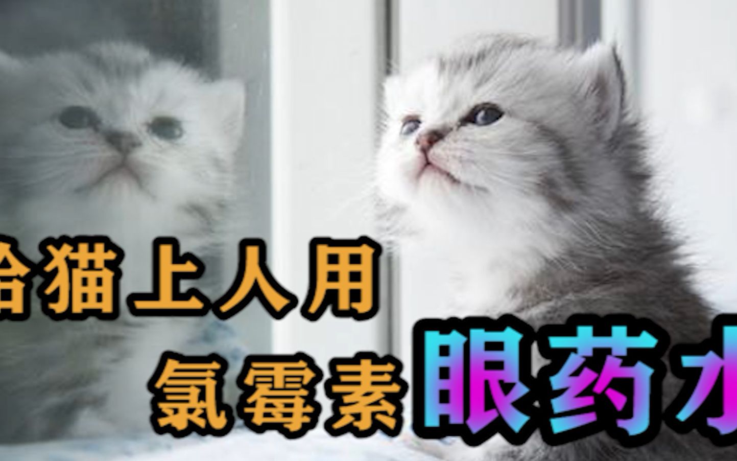 给猫上人用氯霉素眼药水哔哩哔哩bilibili