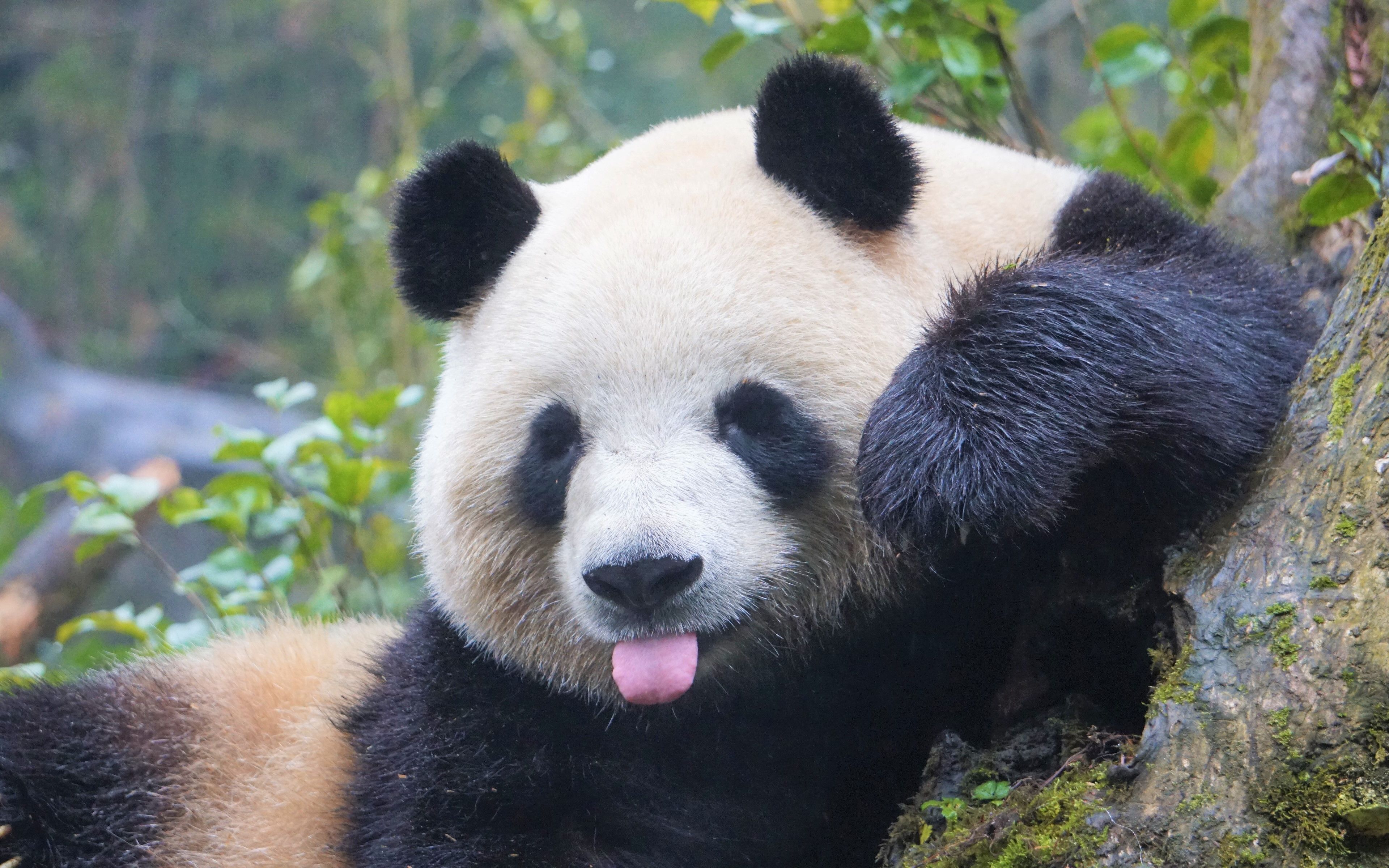 【梅兰肉肉】天天生胖气,奶爸喊别吃树枝了