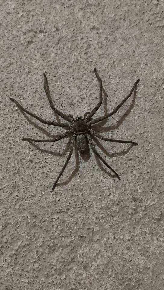 房间里的白额高脚蛛