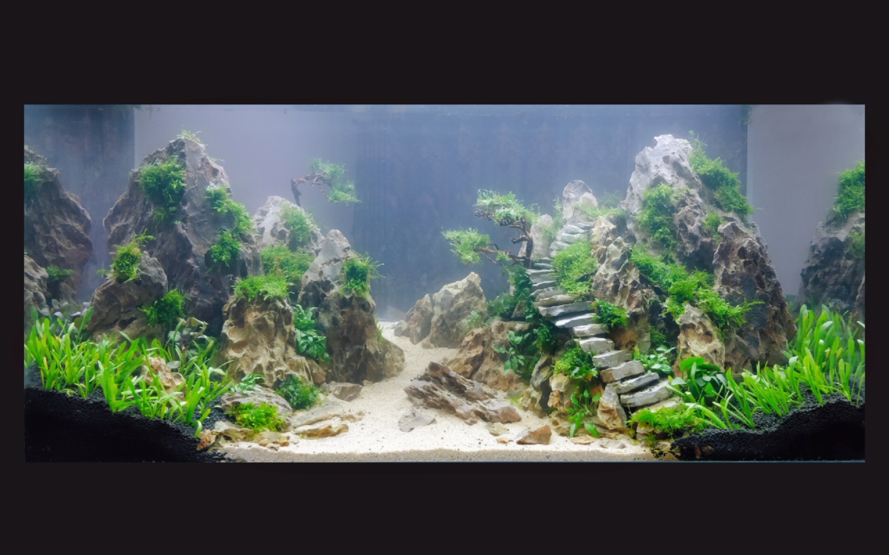 生态草缸之——"步步高升"