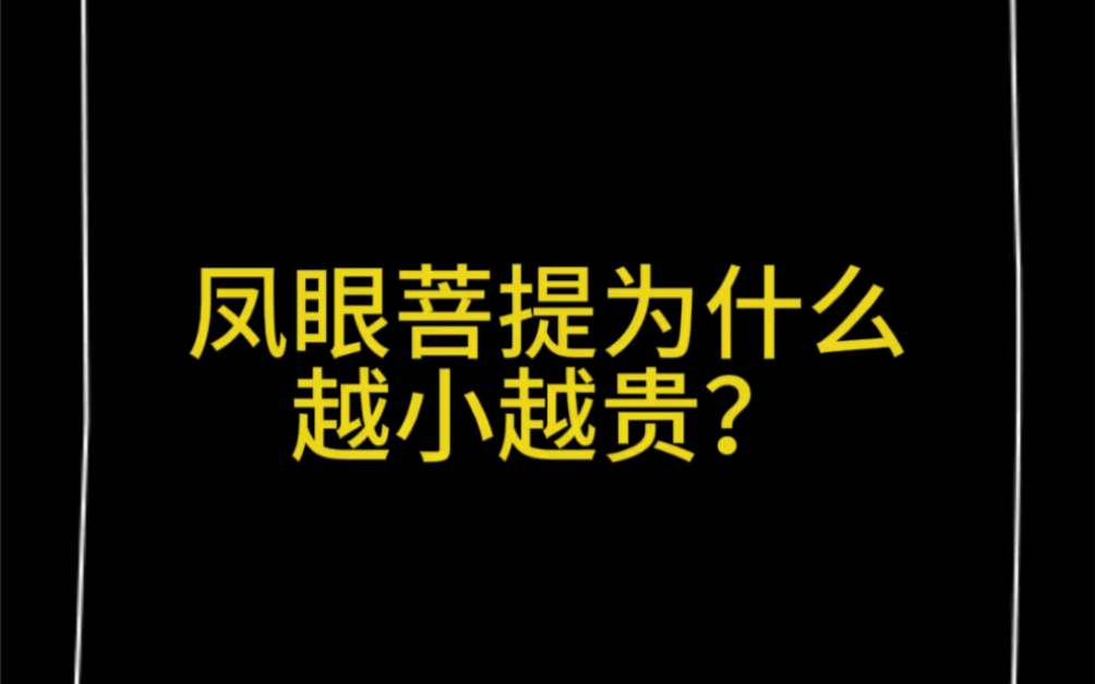 凤眼菩提为什么越小越贵?哔哩哔哩bilibili