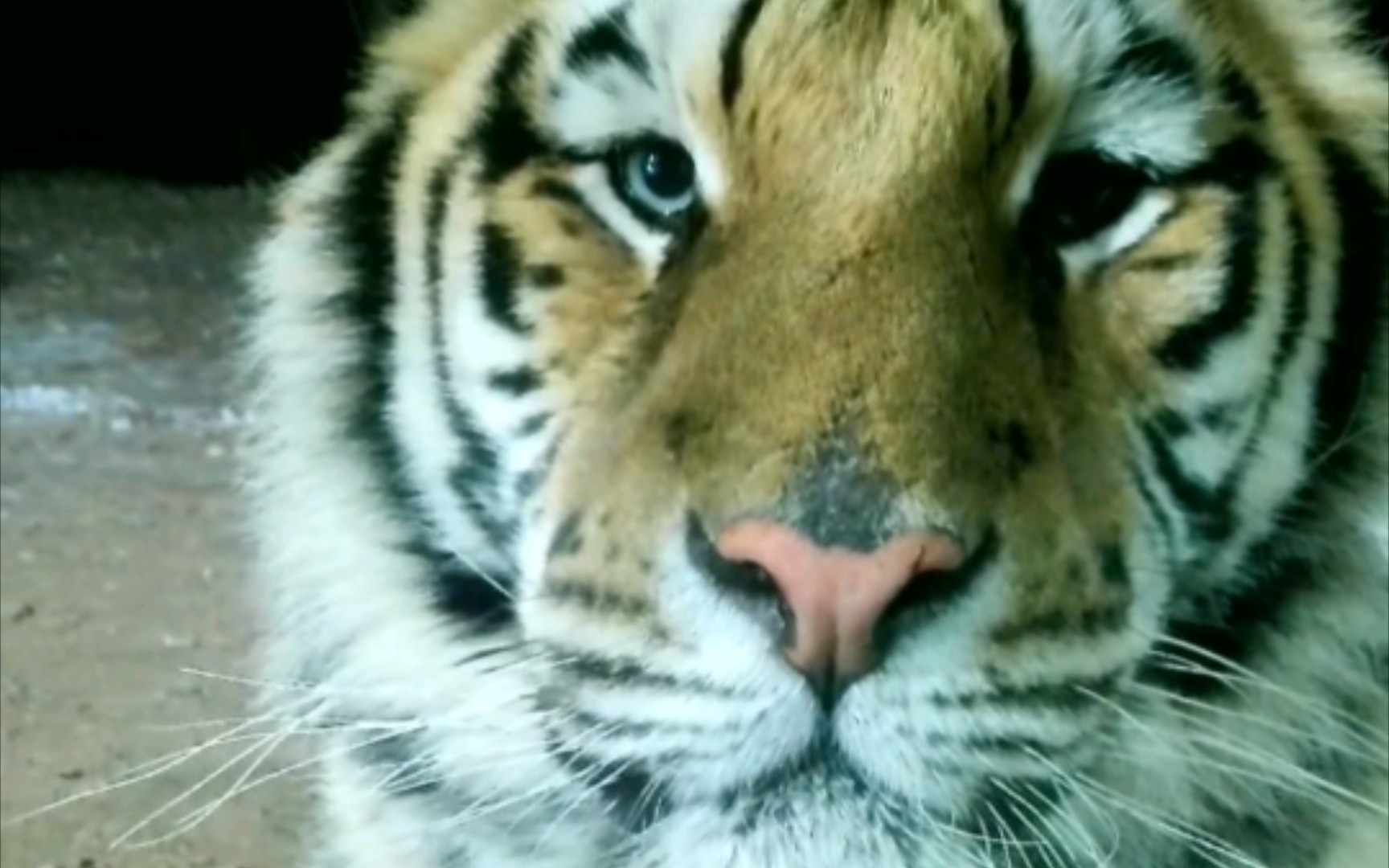 好漂亮的母老虎,优雅永不过时!