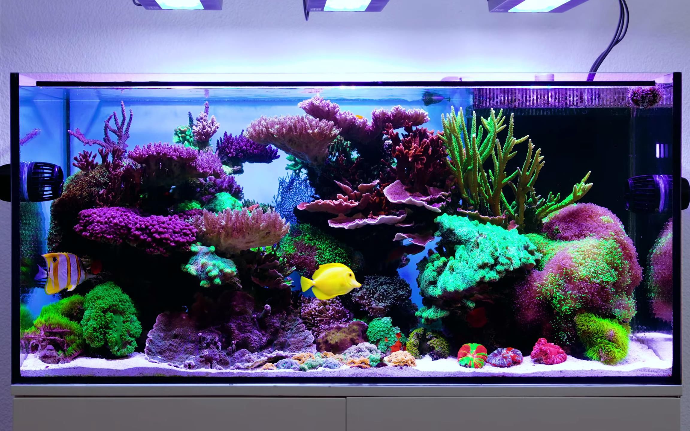 【海缸中字】15:运行8年的软硬混养缸,错落有致,流光溢彩!