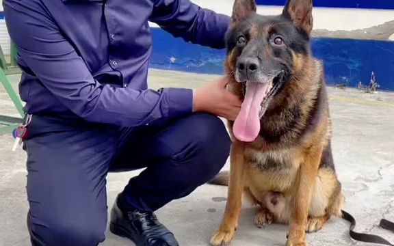今天张先生来我队领养了退役警犬神风