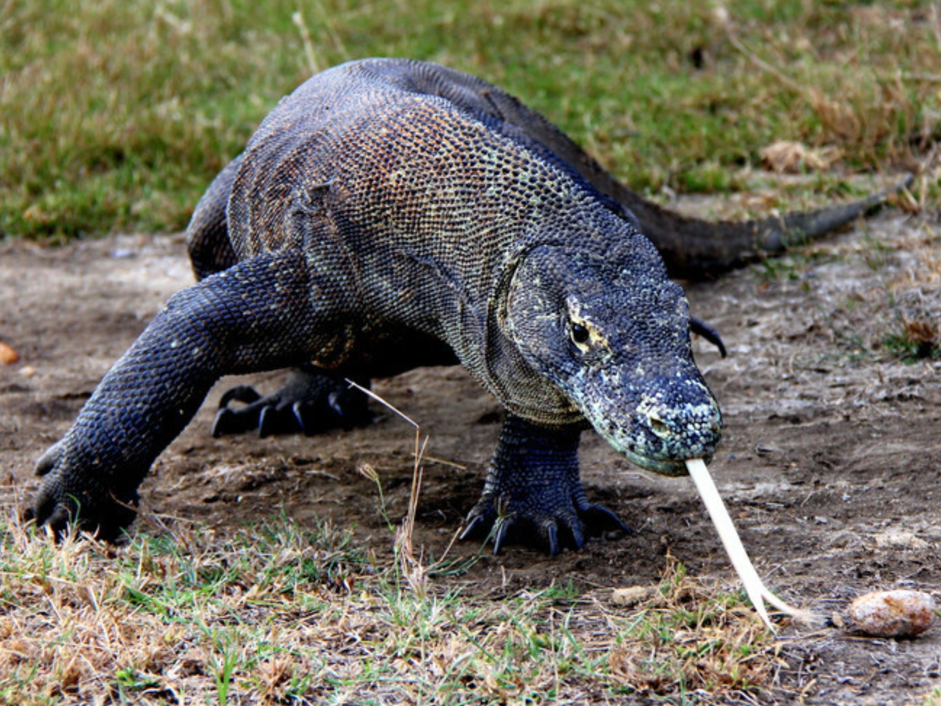 动物小游侠之动物小百科2:42.科莫多龙