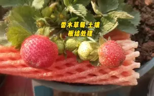 Download Video: 香水草莓 土壤板结处理