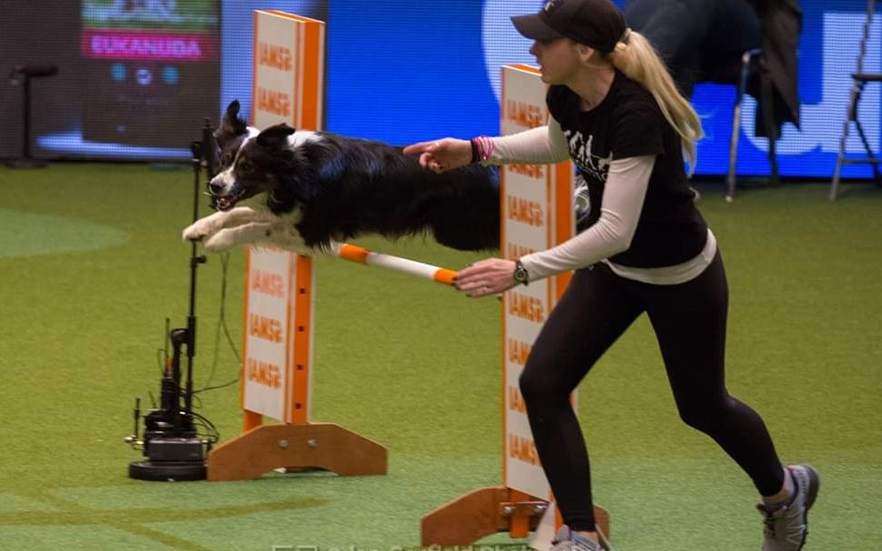 [图]犬类敏捷之王！2020克鲁夫特犬展敏捷赛最终冠军决赛