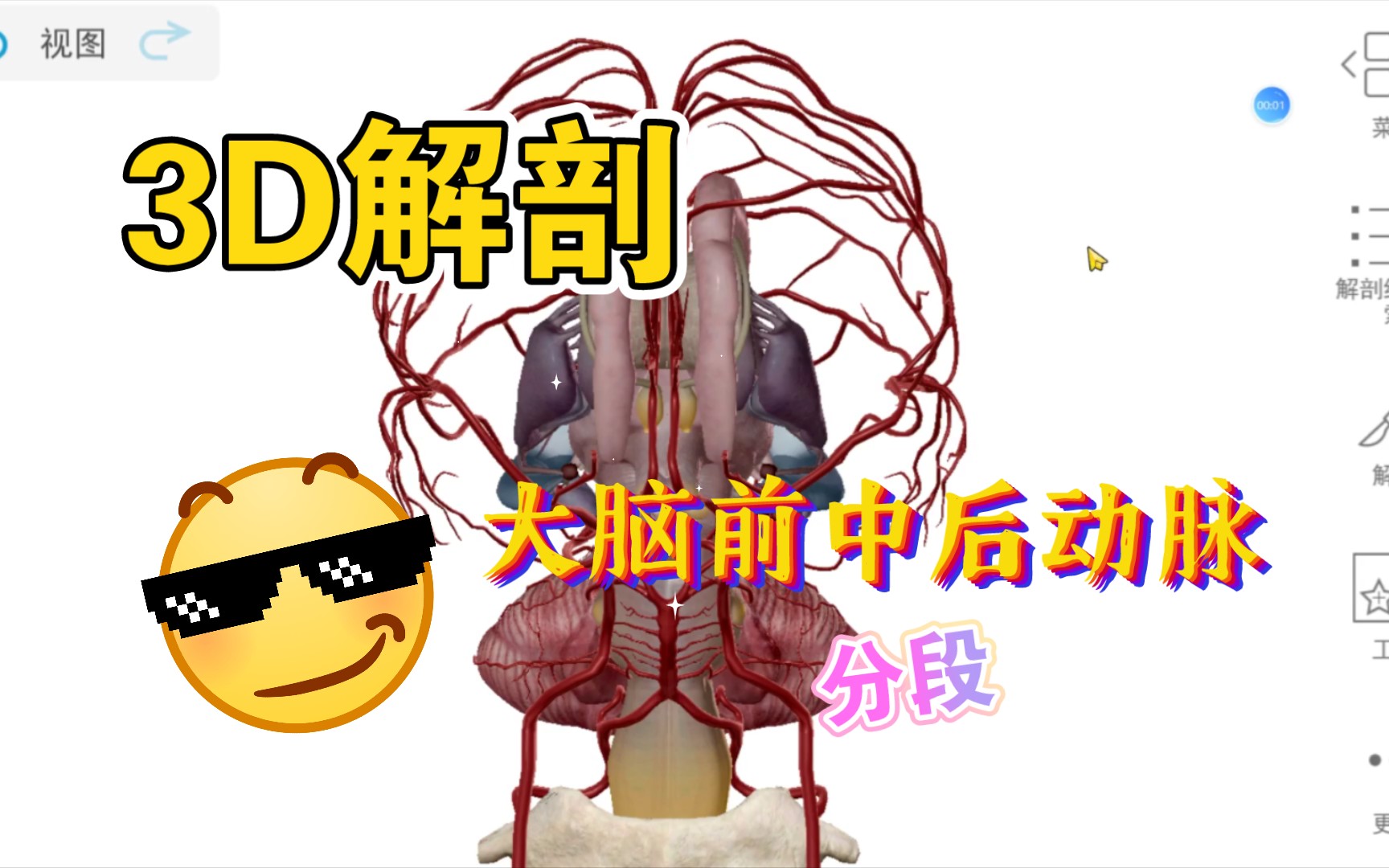 3D解剖大脑前、中、后动脉分段哔哩哔哩bilibili