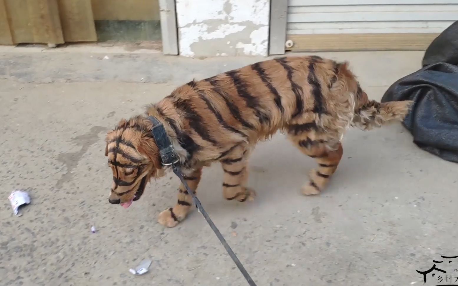 农村小伙把狗狗画成老虎,以假乱真牵着上街,路人都被吓一跳_哔哩哔哩