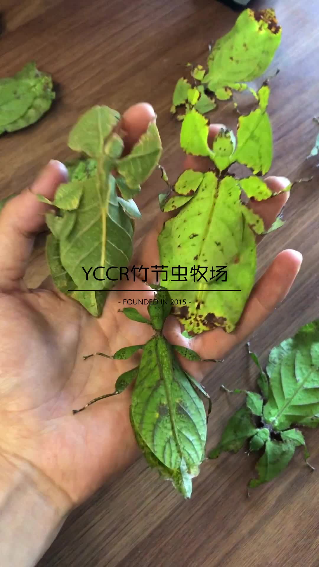 【YCCR竹节虫牧场】顶级伪装生物叶䗛,大批网红昆虫叶子虫来袭~哔哩哔哩bilibili