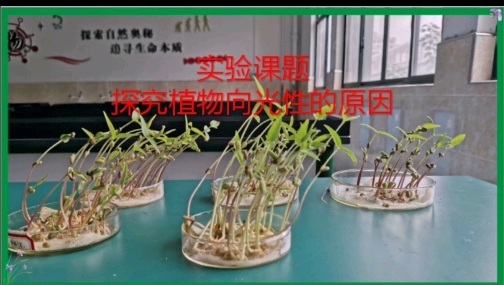 [图]植物向光性实验