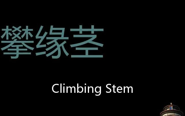 攀缘茎 Chinese Pronunciation Climbing stem哔哩哔哩bilibili