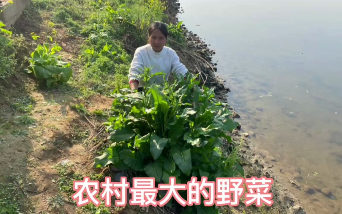 农村最大的一种野菜,根部含有黄金的植物,你的家乡有没有呢哔哩哔哩bilibili