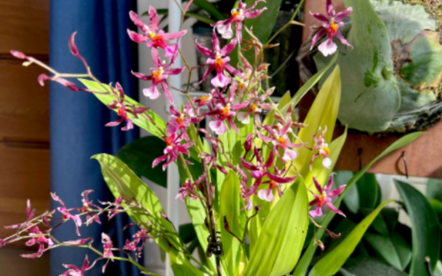 【香水美人】100朵文心兰,开了大半