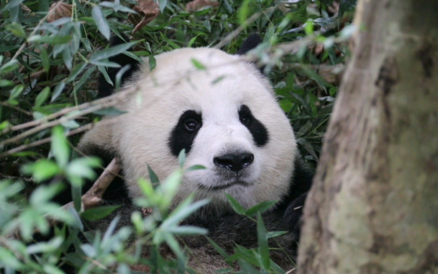 【大熊猫毛毛】美丽的毛毛妈咪吃自助餐