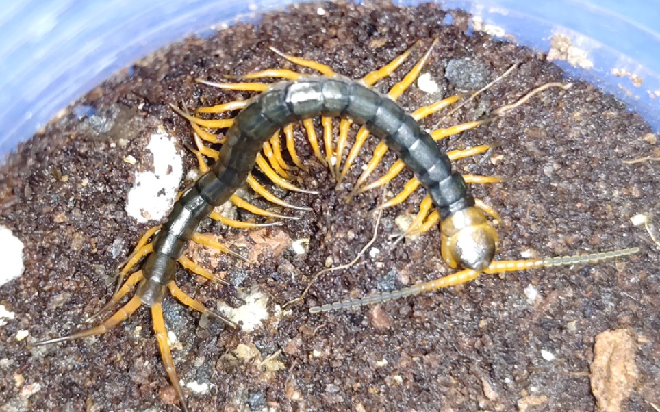 一次捕食看够瘾74海南红龙蜈蚣幼体猎杀蟑螂.